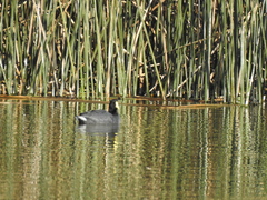 Fulica leucoptera