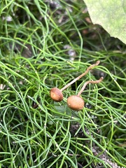 Deconica