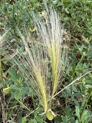 Hordeum jubatum
