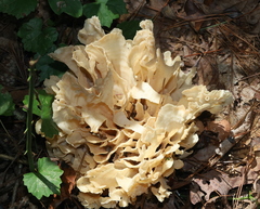 Sparassis spathulata