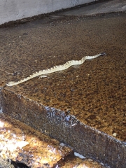 Crotalus molossus molossus