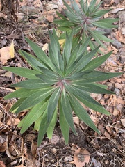 Echium