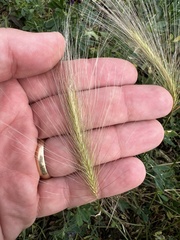 Hordeum jubatum