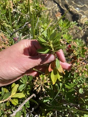 Rhododendron columbianum