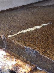 Crotalus molossus molossus