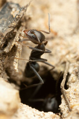 Iridomyrmex rufoniger