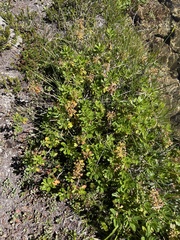 Rhododendron columbianum