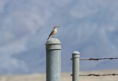 Salpinctes obsoletus