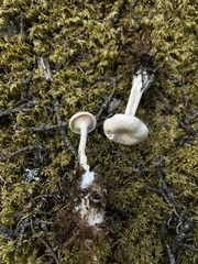 Clitocybe phyllophila