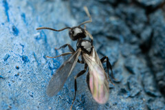 Technomyrmex sophiae