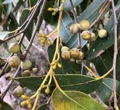 Eucalyptus arenacea