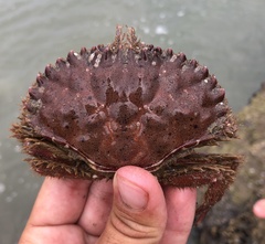 Romaleon antennarium