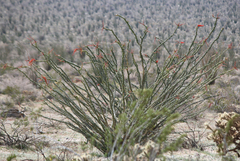 Fouquieria splendens