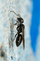 Technomyrmex sophiae