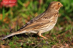 Emberiza calandra