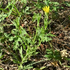 Bradburia pilosa