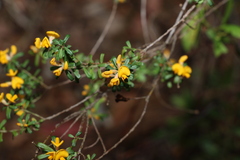 Pultenaea retusa