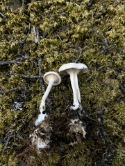 Clitocybe phyllophila