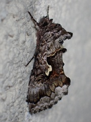 Syngrapha interrogationis