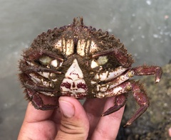 Romaleon antennarium