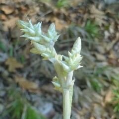 Froelichia floridana