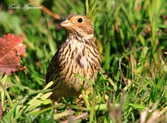 Emberiza calandra