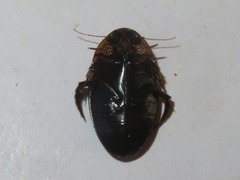 Hydaticus seminiger