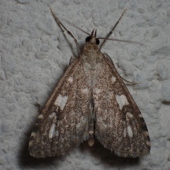 Udea olivalis
