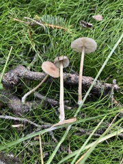 Melanoleuca