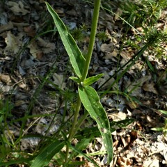 Froelichia floridana