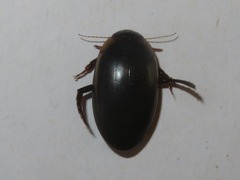 Hydaticus seminiger