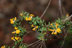 Pultenaea retusa