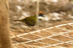 Arremon brunneinucha