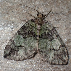 Hydriomena furcata