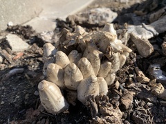 Coprinopsis variegata