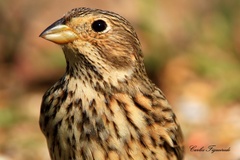 Emberiza calandra