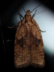 Agonopterix doronicella