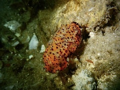 Plocamopherus tilesii