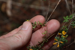 Pultenaea retusa