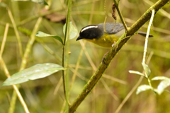 Atlapetes albinucha