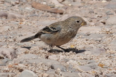 Catamenia analis
