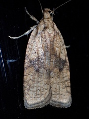Agonopterix doronicella
