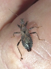 Himacerus mirmicoides