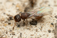 Meranoplus