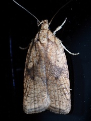 Agonopterix doronicella