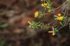Pultenaea retusa