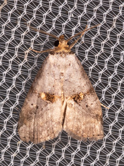Hyperstrotia flaviguttata