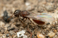 Meranoplus