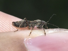 Himacerus mirmicoides