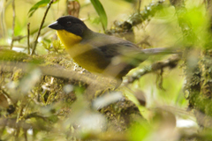 Atlapetes albinucha